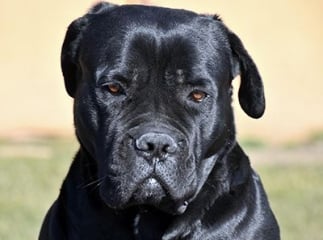 cane corso